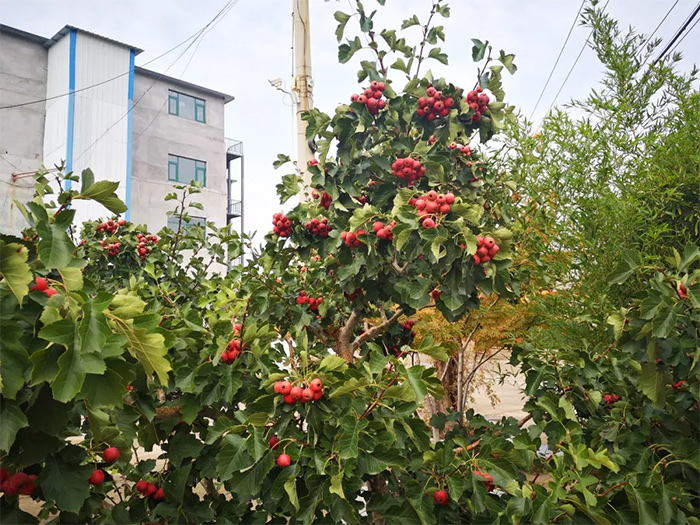 山东省地理标志产业协会齐鲁行之走进莱芜