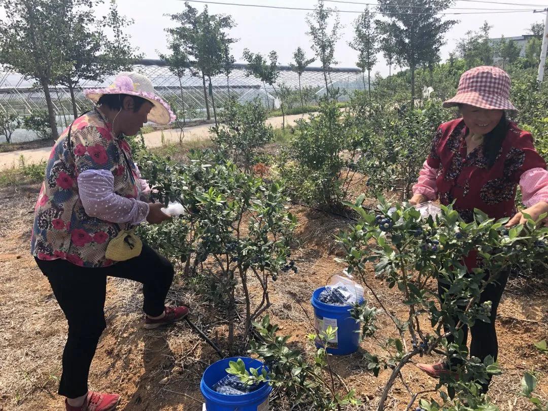 胶东伯瑞蓝莓 | 产业基地及公司介绍