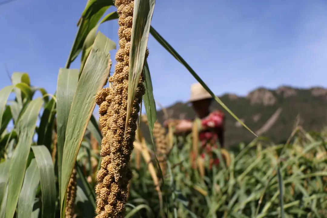 金乡小米 | 色泽金黄，质粘味香