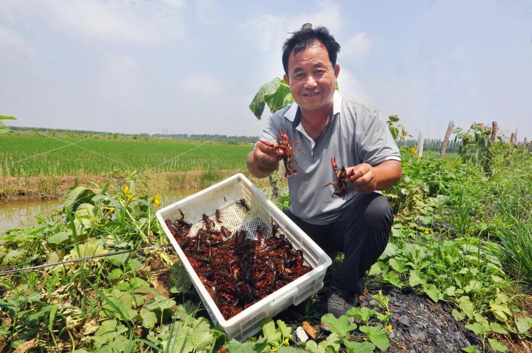 鱼台龙虾 | 舌尖上的鱼台