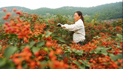 山亭花椒 | 皮厚肉丰，色泽鲜艳