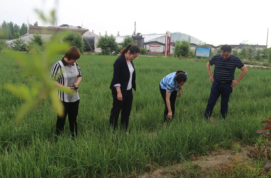 帮扶指导 | 济南市监管局及省协会一行到“莱芜鸡腿葱”帮扶指导地理标志工作