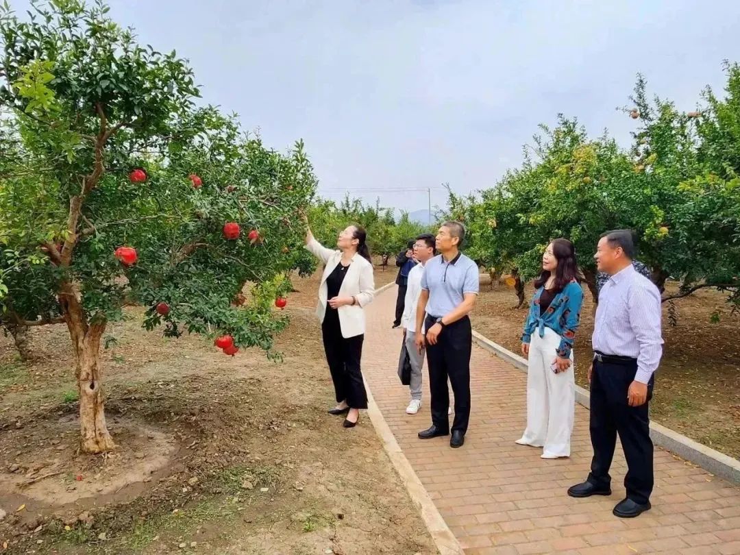 齐鲁行丨山东省地理标志产业协会走进枣庄推进“峄城石榴”地理标志工作