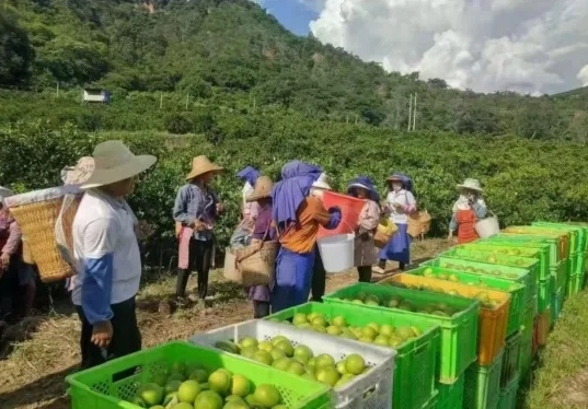 云南哀牢山冰糖橙 —— 彩云之南的甜蜜馈赠